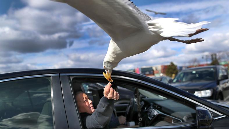 海鸥为什么这么喜欢偷薯条?